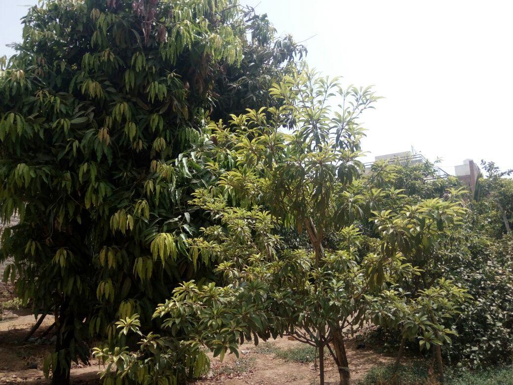 Nature Trail Camps & Homestay Τζοντχπούρ Εξωτερικό φωτογραφία
